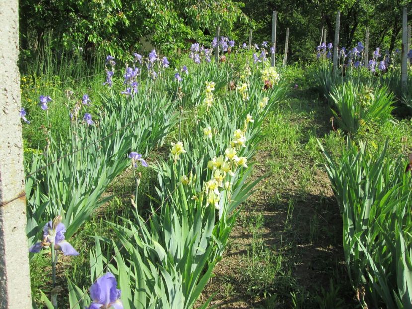  - Gradina cu irisi nr 1 in 2017