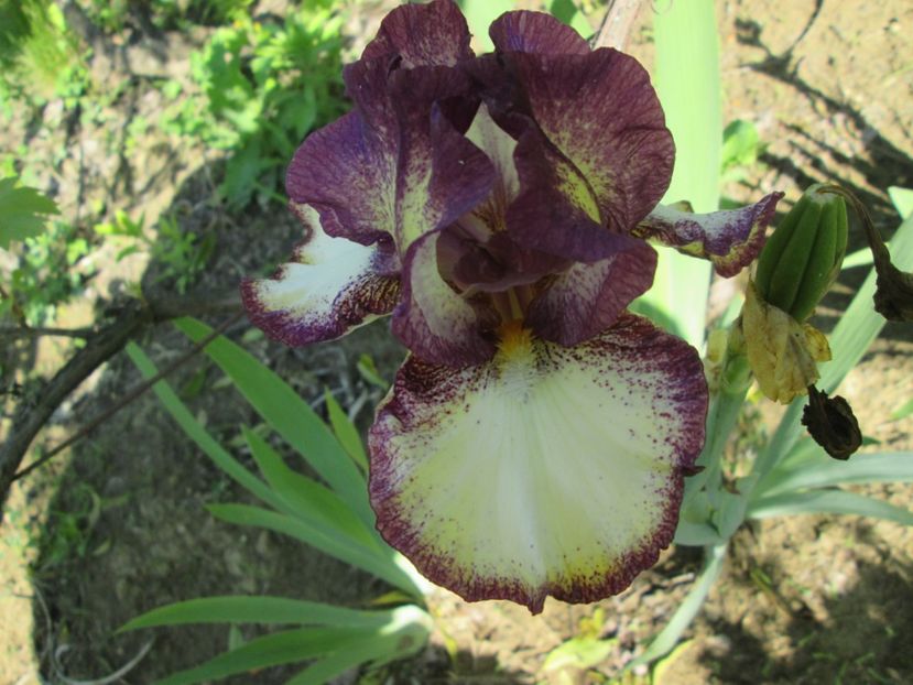  - Gradina cu irisi nr 1 in 2017