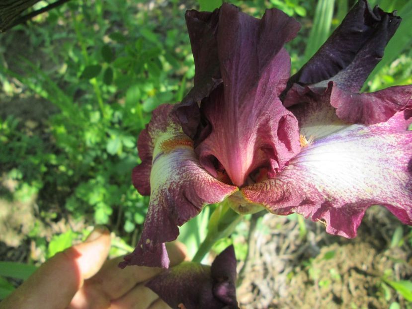  - Gradina cu irisi nr 1 in 2017