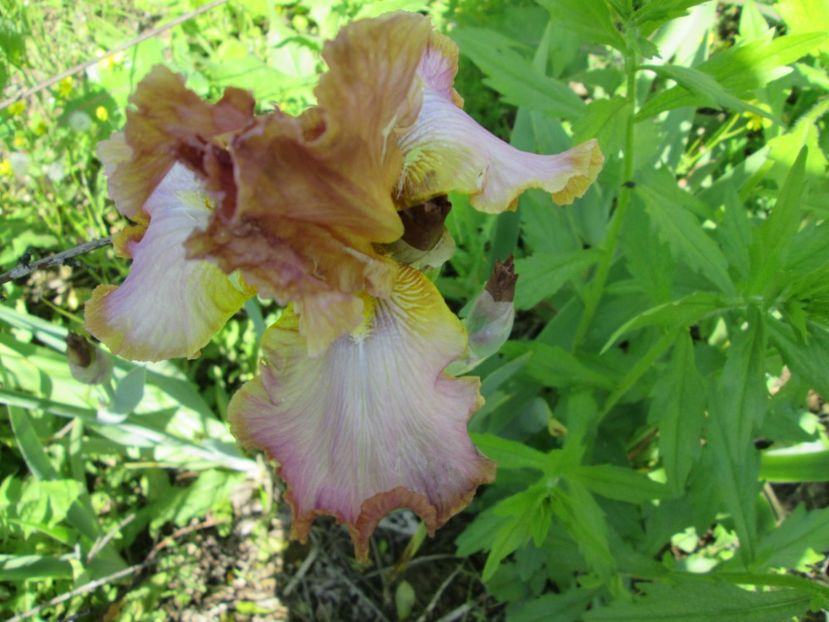  - Gradina cu irisi nr 1 in 2017