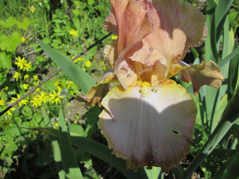  - Gradina cu irisi nr 1 in 2017