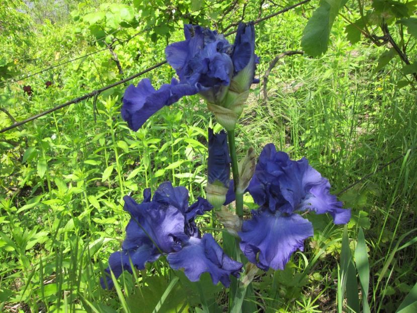  - Gradina cu irisi nr 1 in 2017