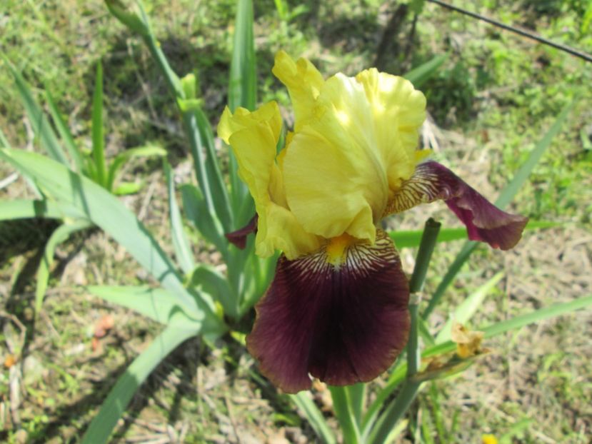  - Gradina cu irisi nr 1 in 2017
