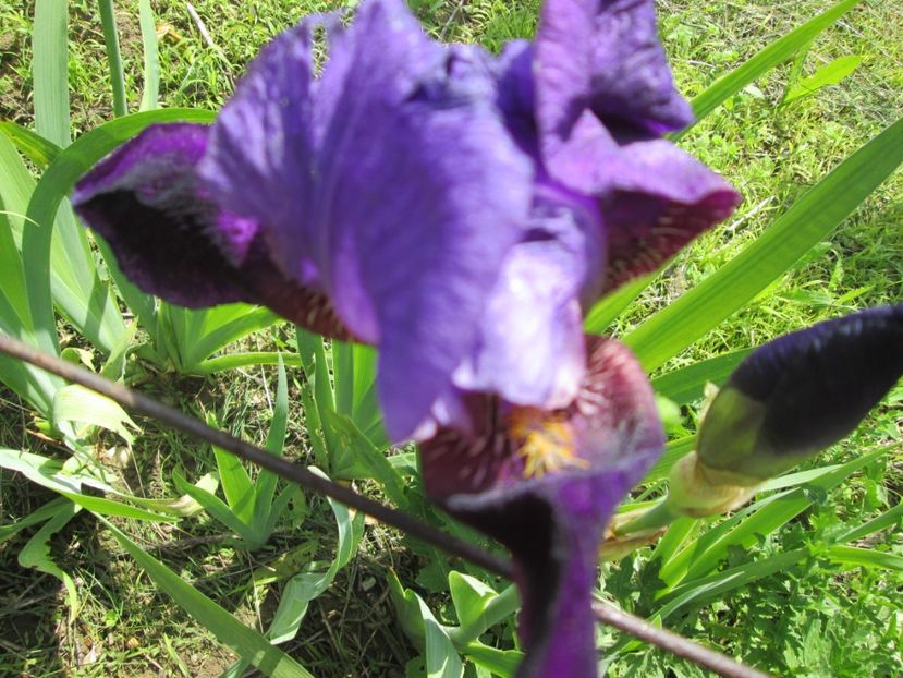  - Gradina cu irisi nr 1 in 2017