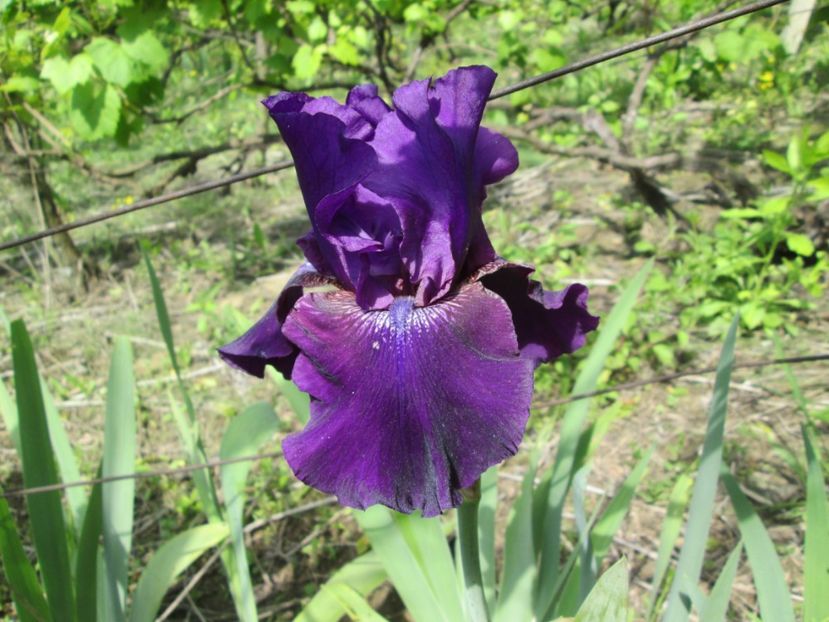  - Gradina cu irisi nr 1 in 2017