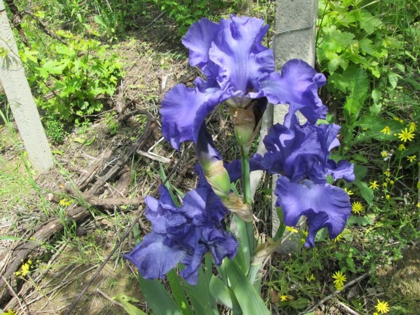  - Gradina cu irisi nr 1 in 2017