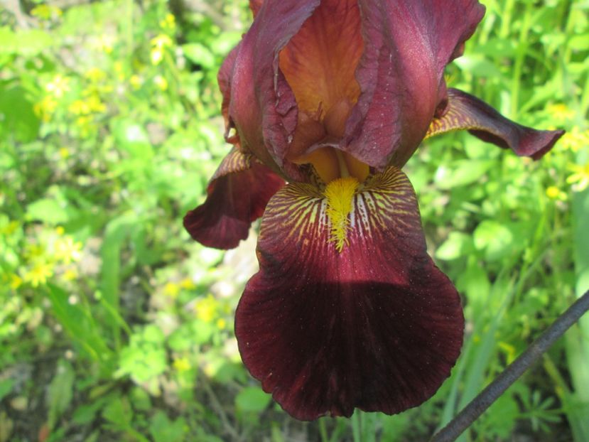  - Gradina cu irisi nr 1 in 2017