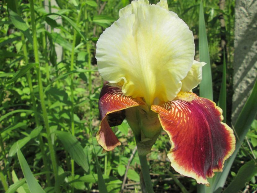  - Gradina cu irisi nr 1 in 2017