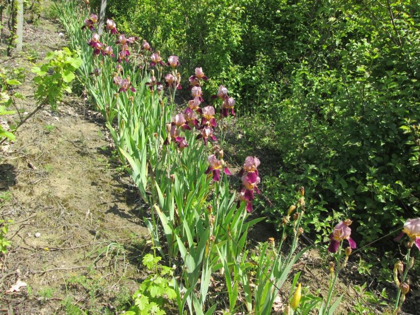  - Gradina cu irisi nr 1 in 2017