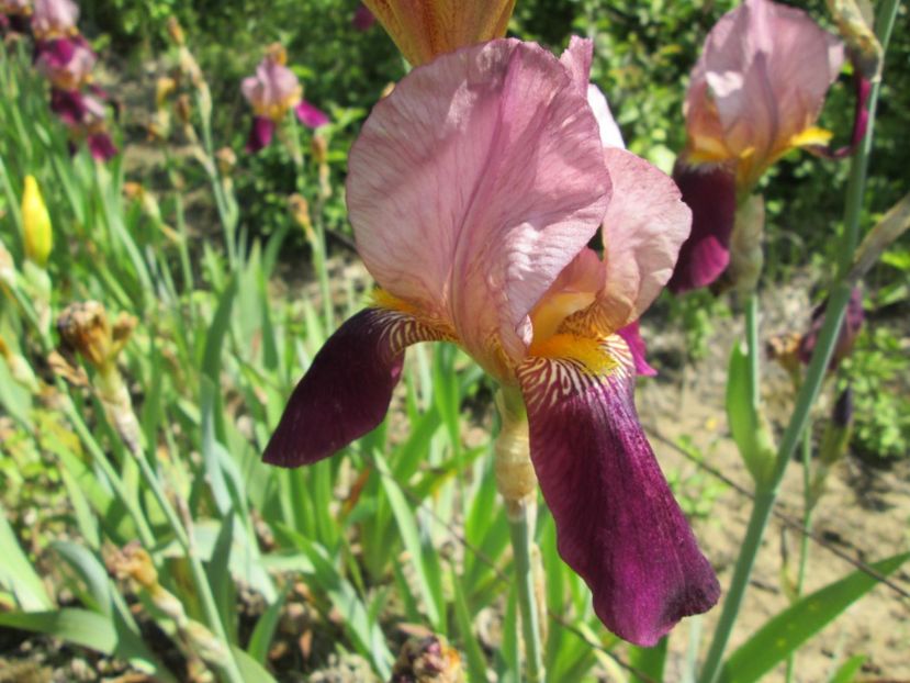  - Gradina cu irisi nr 1 in 2017