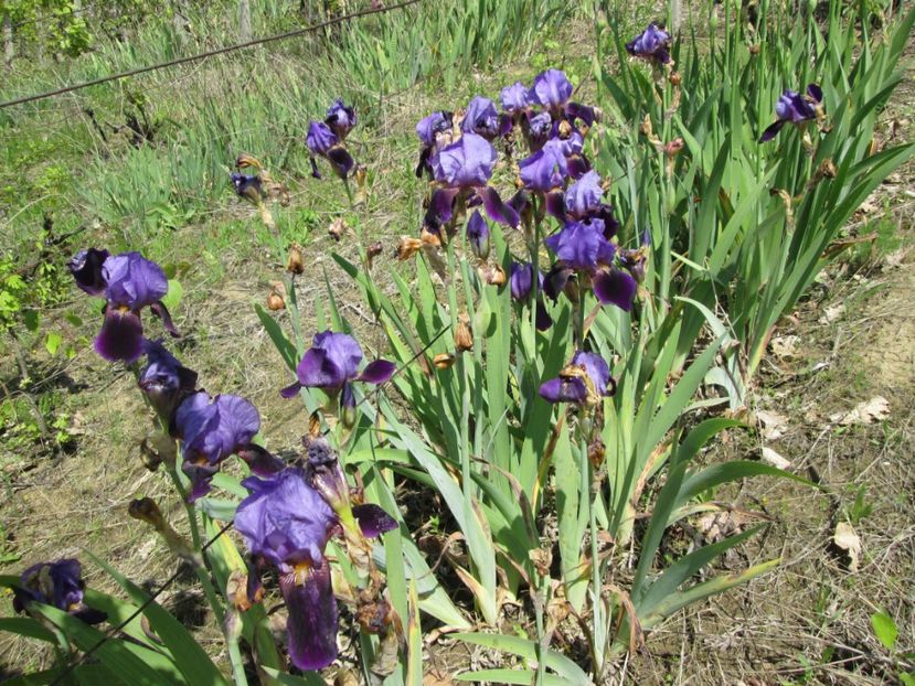  - Gradina cu irisi nr 1 in 2017