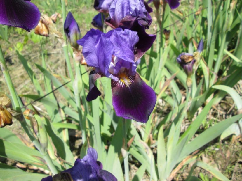  - Gradina cu irisi nr 1 in 2017