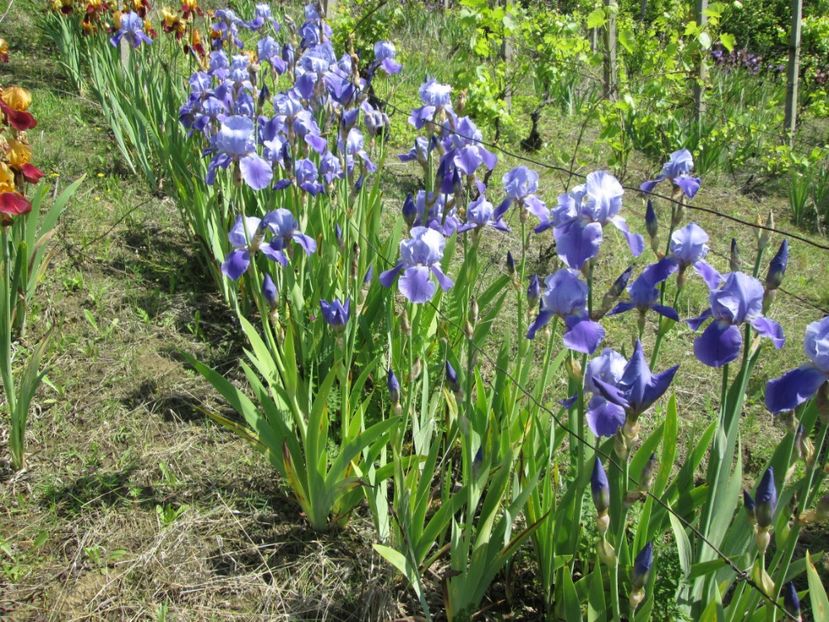  - Gradina cu irisi nr 1 in 2017