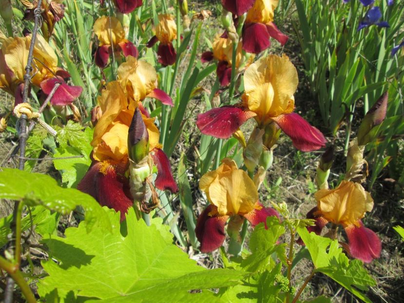  - Gradina cu irisi nr 1 in 2017