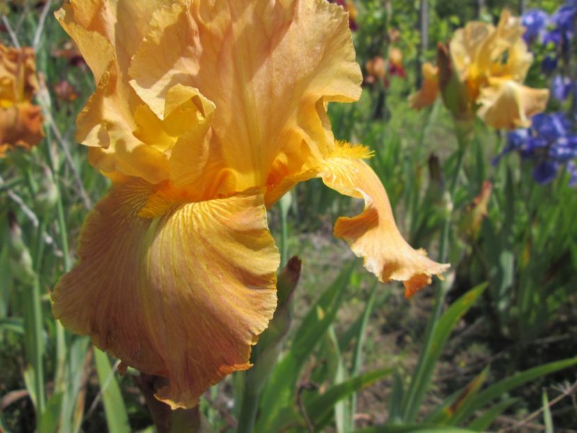  - Gradina cu irisi nr 1 in 2017