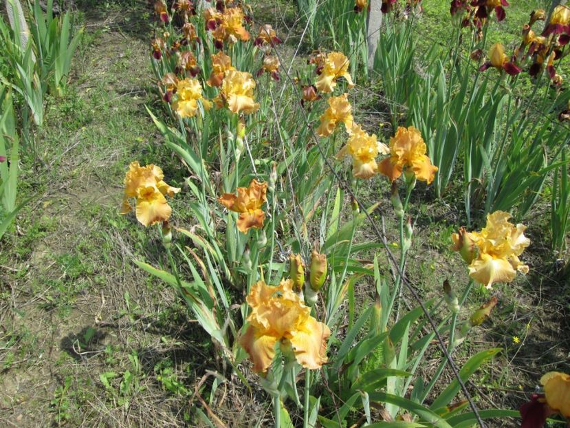  - Gradina cu irisi nr 1 in 2017