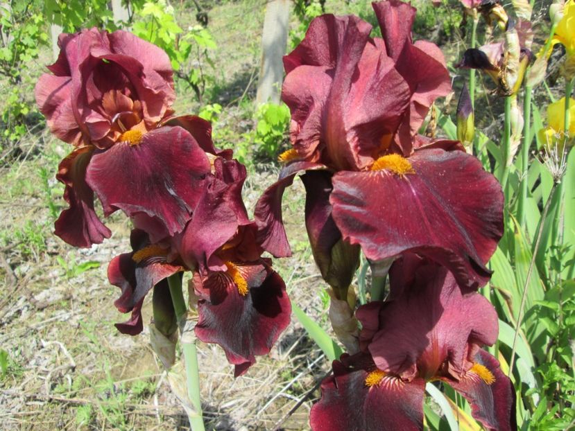  - Gradina cu irisi nr 1 in 2017