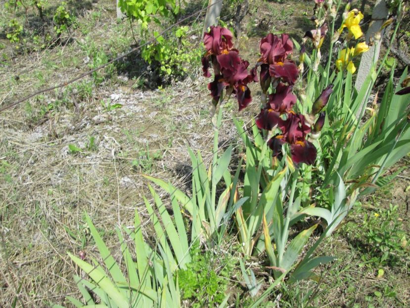  - Gradina cu irisi nr 1 in 2017