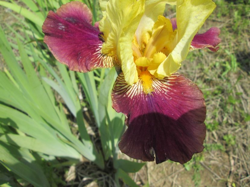  - Gradina cu irisi nr 1 in 2017