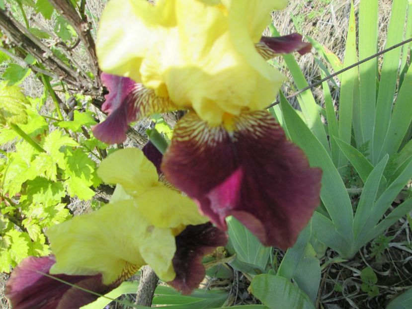  - Gradina cu irisi nr 1 in 2017