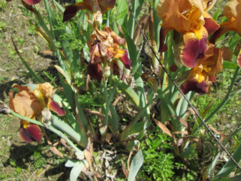  - Gradina cu irisi nr 1 in 2017