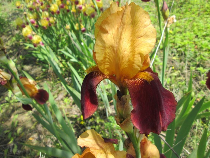  - Gradina cu irisi nr 1 in 2017