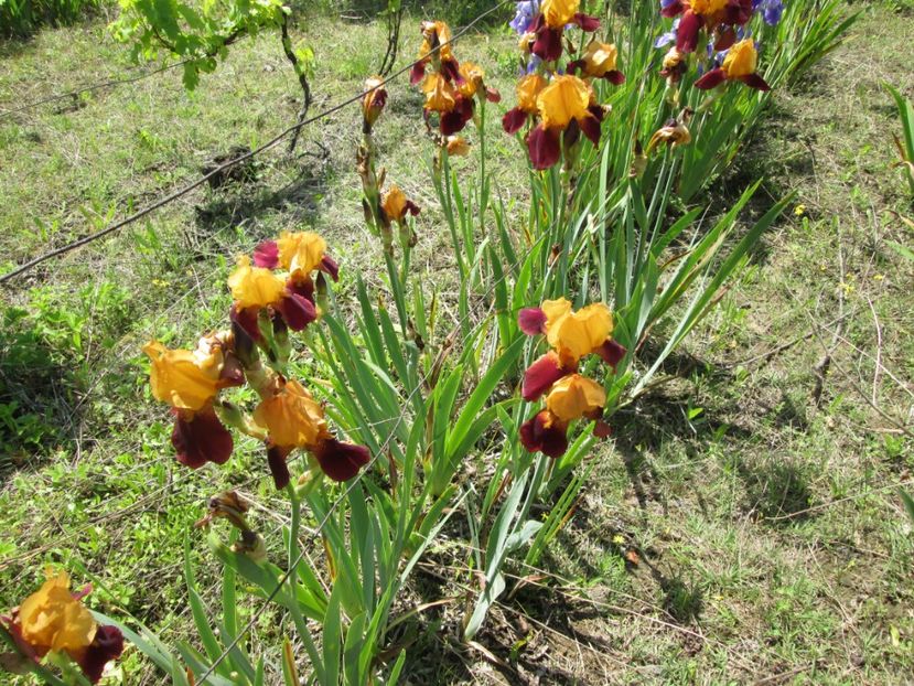  - Gradina cu irisi nr 1 in 2017