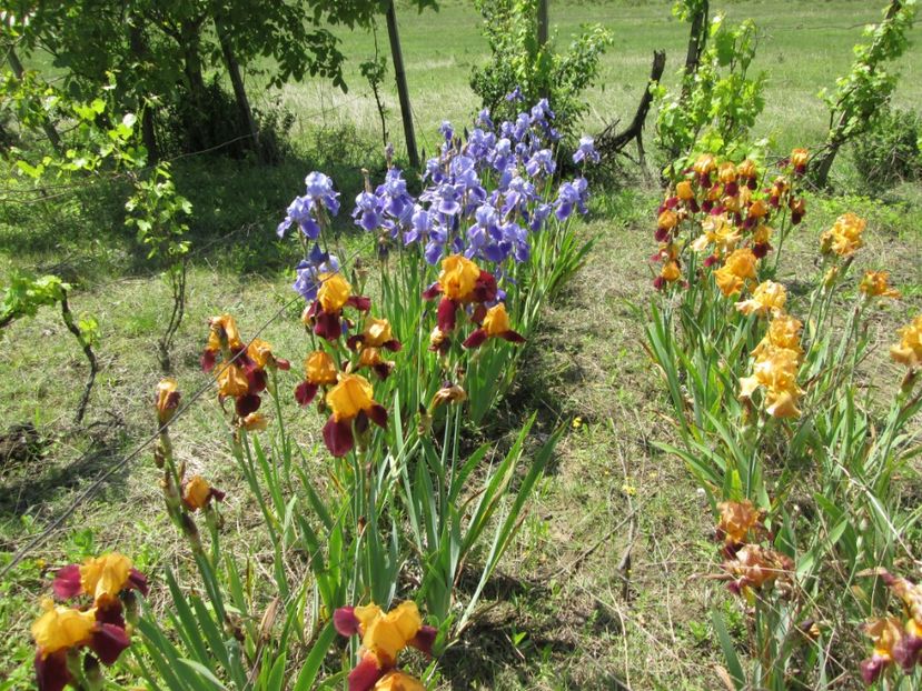 - Gradina cu irisi nr 1 in 2017