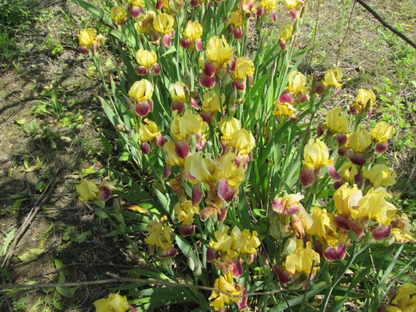  - Gradina cu irisi nr 1 in 2017