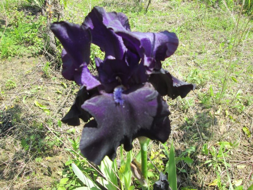  - Gradina cu irisi nr 1 in 2017