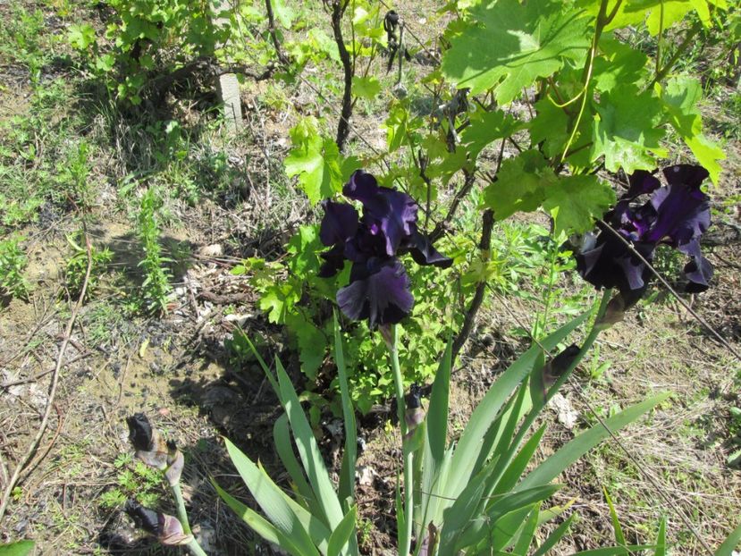  - Gradina cu irisi nr 1 in 2017