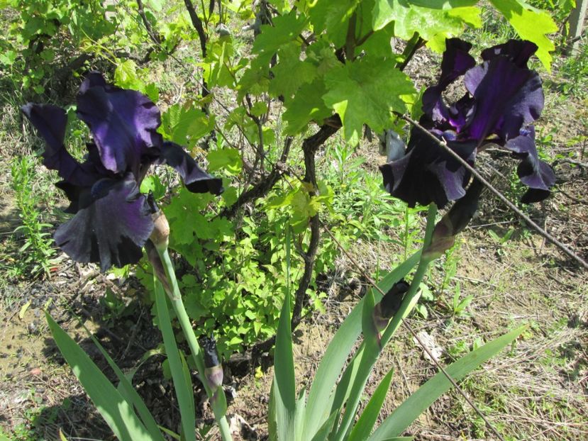  - Gradina cu irisi nr 1 in 2017