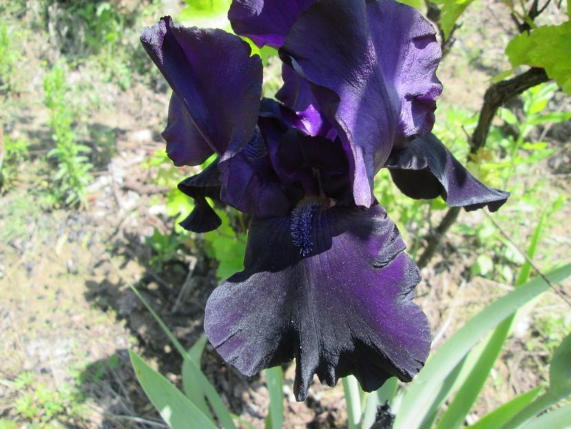  - Gradina cu irisi nr 1 in 2017