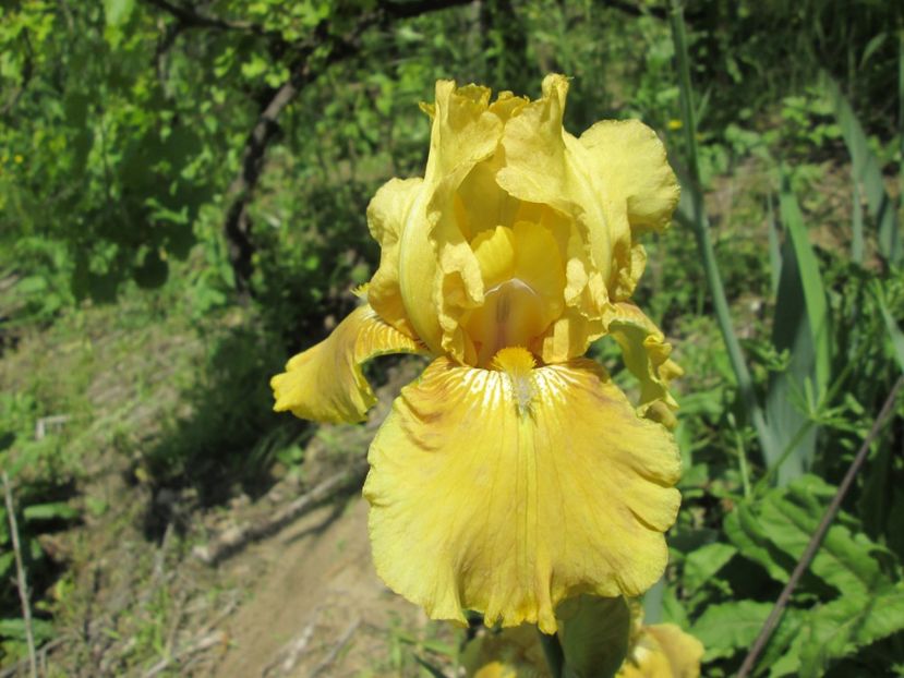  - Gradina cu irisi nr 1 in 2017