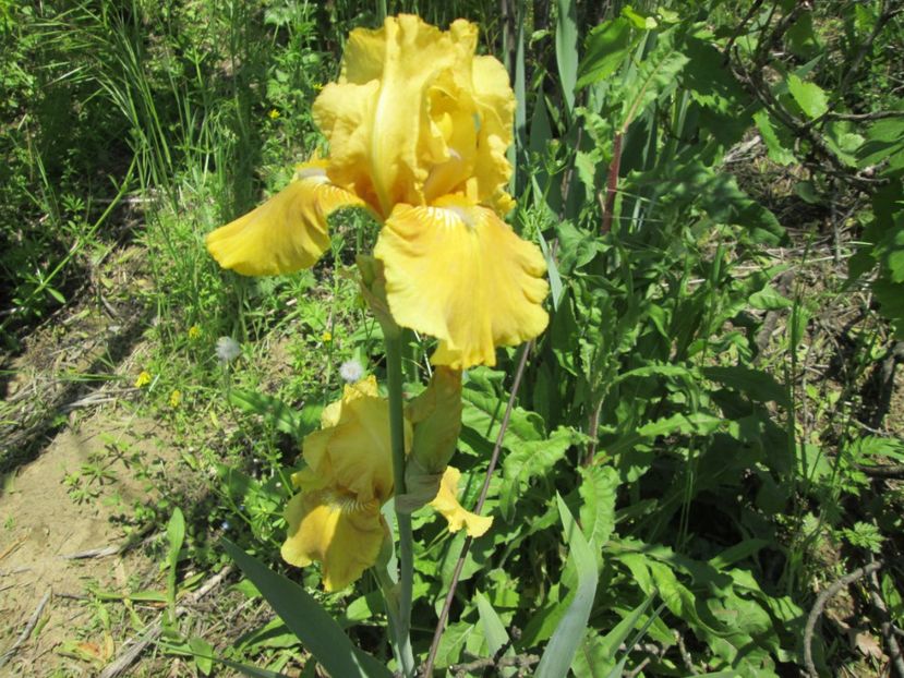  - Gradina cu irisi nr 1 in 2017