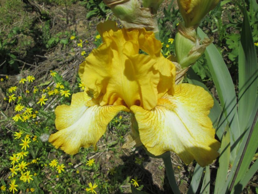  - Gradina cu irisi nr 1 in 2017