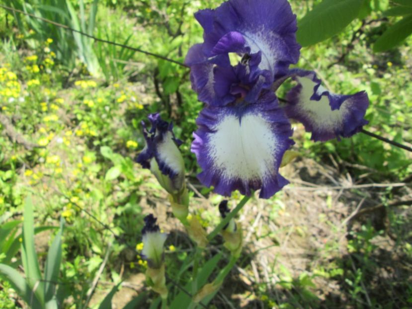  - Gradina cu irisi nr 1 in 2017