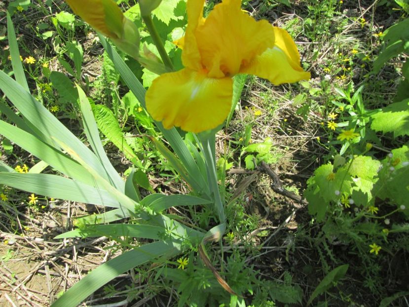  - Gradina cu irisi nr 1 in 2017