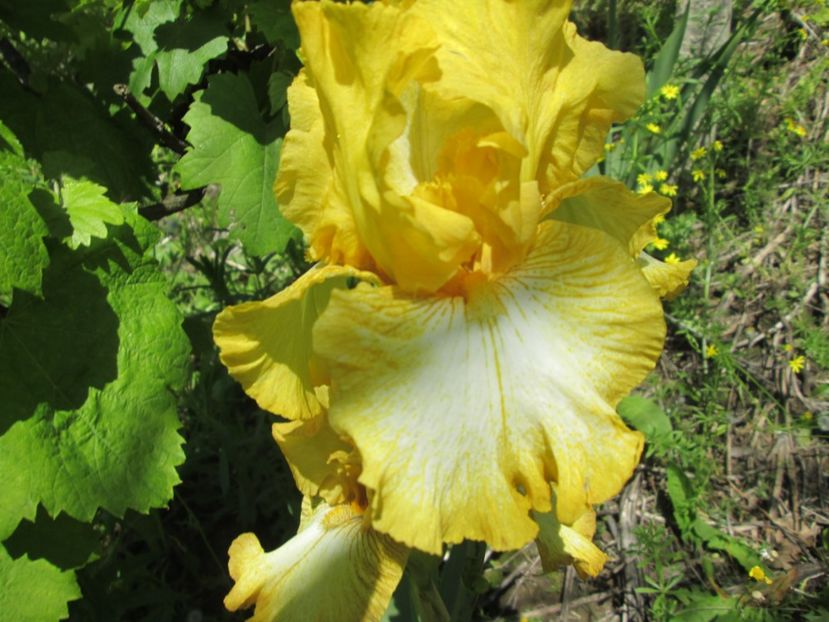  - Gradina cu irisi nr 1 in 2017