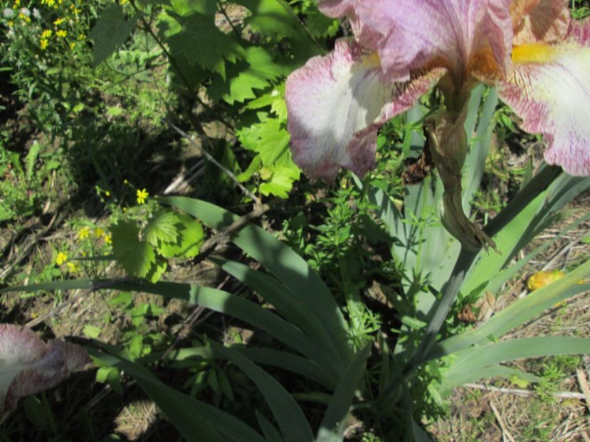  - Gradina cu irisi nr 1 in 2017