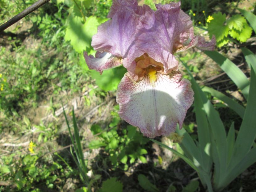  - Gradina cu irisi nr 1 in 2017