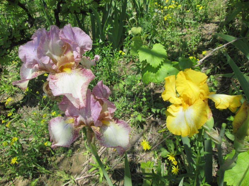  - Gradina cu irisi nr 1 in 2017