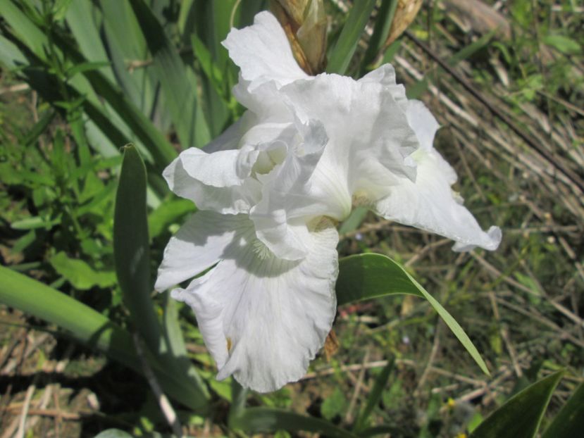  - Gradina cu irisi nr 1 in 2017