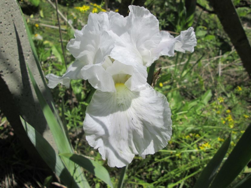  - Gradina cu irisi nr 1 in 2017
