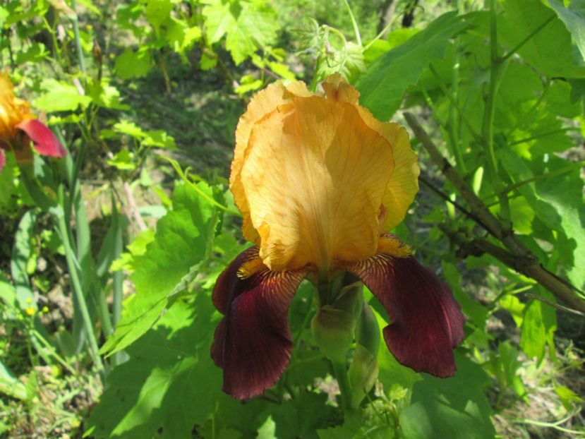  - Gradina cu irisi nr 1 in 2017