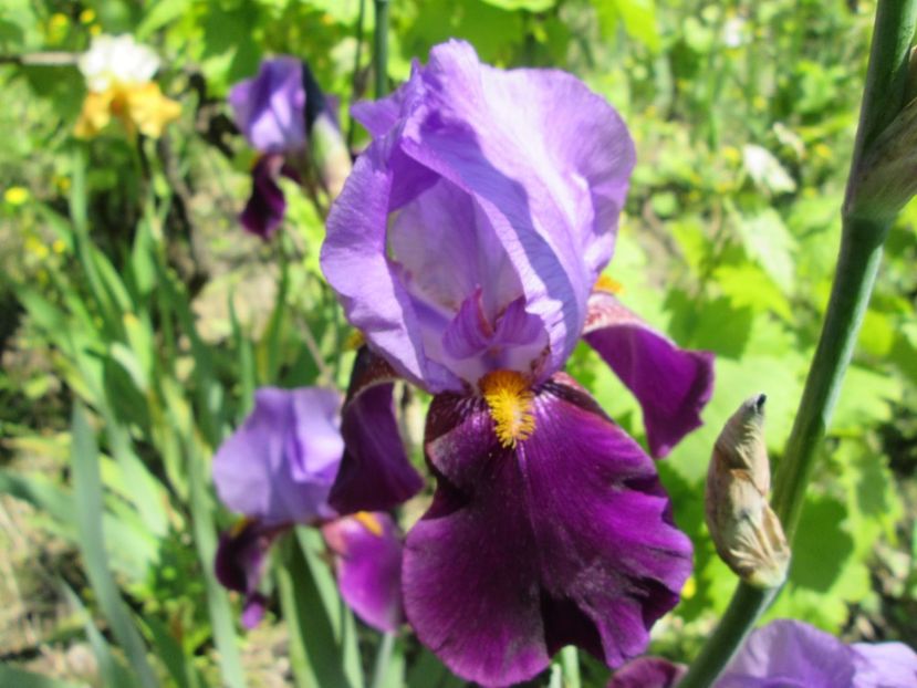  - Gradina cu irisi nr 1 in 2017