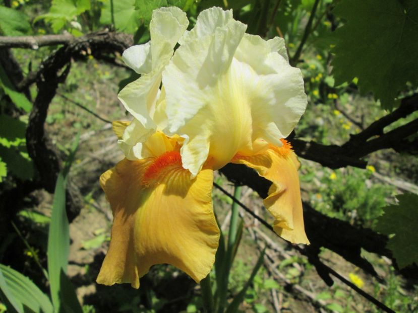  - Gradina cu irisi nr 1 in 2017