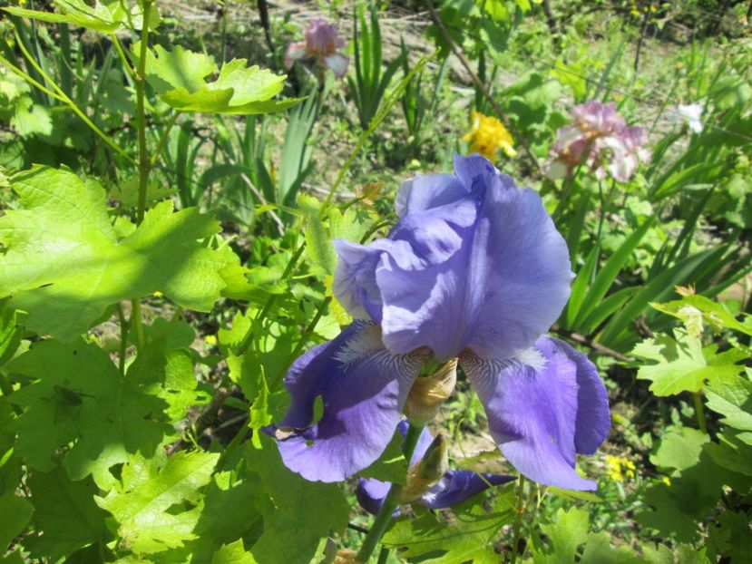  - Gradina cu irisi nr 1 in 2017