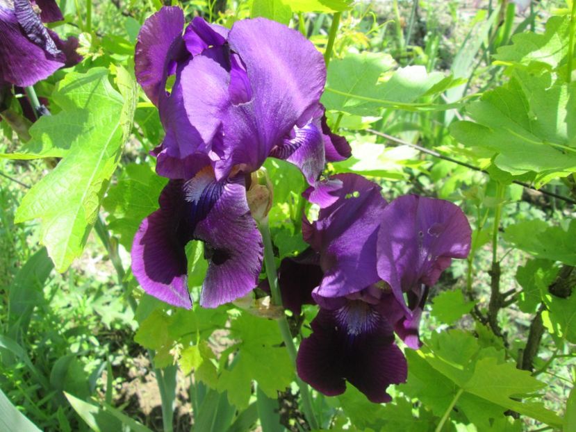  - Gradina cu irisi nr 1 in 2017