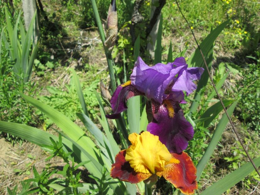  - Gradina cu irisi nr 1 in 2017